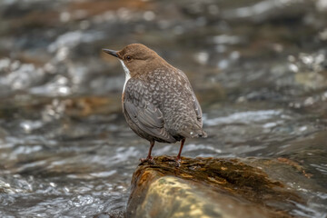 Dipper in water close up
