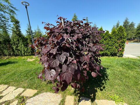 Closeup of the dark red foliage of the weeping garden tree cercis canadensis ruby falls.

