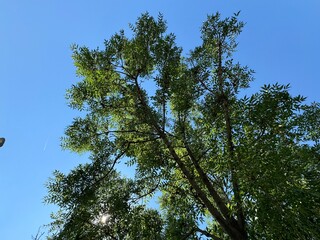Fraxinus pennsylvanica (American ash) sky background. Fraxinus pennsylvanica. Green ash-tree branch with samaras. Green ash is a species of ash from the Oleaceae family.