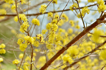 yellow flowers on a branch