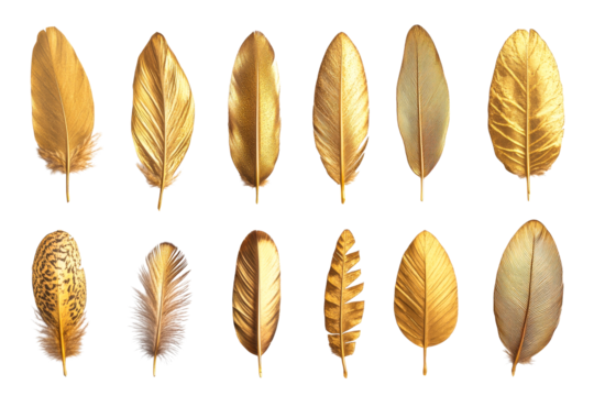 Creative display of golden feathers