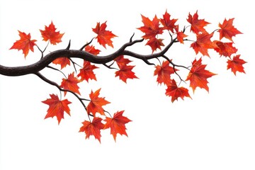 Maple tree branch with distinctive red autumn leaves isolated on white background for fall-themed design inspiration