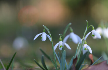 snowdrops flower in spring, beautiful snowdrops, white flowers, white blossoms, white petals and...