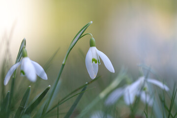 Obraz premium snowdrop flowers in spring, beautiful snowdrop in the wind, bright sunny background, white flowers, white blossoms, white petals, blue sky, snowdrops blown by the wind, gentle Galanthus 