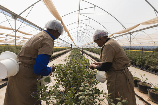Workers harvesting blueberries in greenhouse, focusing on plants and teamwork
