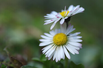Obraz premium two intertwined daisies, close-up white daisies, beautiful white flowers surrounded by grass, green background, Bellis perennis, summer flowers in the meadow, white petals and flower heads