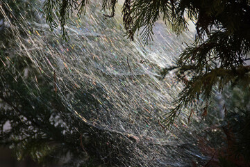 big spider web with bright sunlight reflections on tree branch