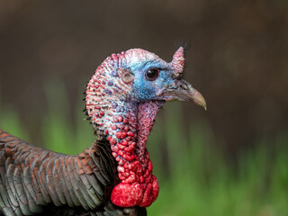 Portrait of the male turkeys (toms) during the breeding season