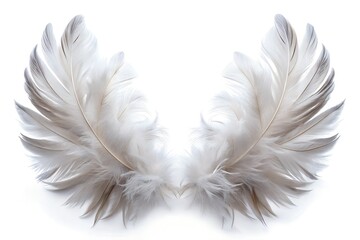Feather Wings on Solid White Background