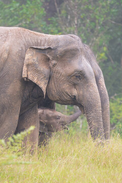 Two females with calf of Sri Lankan elephants - Elephas maximus maximus grazing on meadow.  Subspecies of Asian elephant. Photo from Wasgamuwa National Park in Sri Lanka. Native to Sri Lanka. Vertical