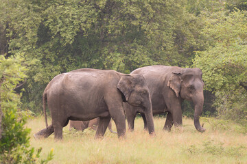 Obraz premium Two females of Sri Lankan elephants - Elephas maximus maximus grazing on meadow. Subspecies of Asian elephant. Photo from Wasgamuwa National Park in Sri Lanka. Native to Sri Lanka.