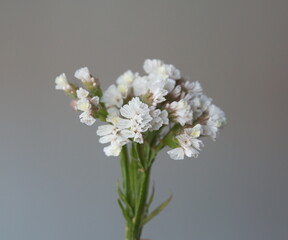 White Limonium, sea-lavender in bloom, statice, caspia or marsh-rosemary, on light grey background