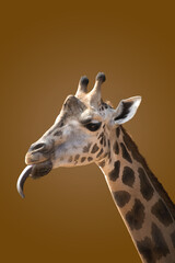 Obraz premium Giraffe portrait