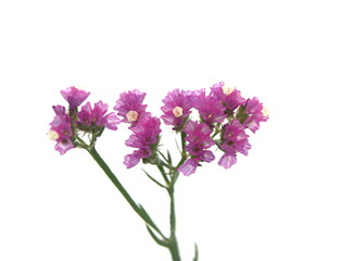 Fototapeta premium Lilac pink Limonium, sea-lavender in bloom, statice, caspia or marsh-rosemary, on white background