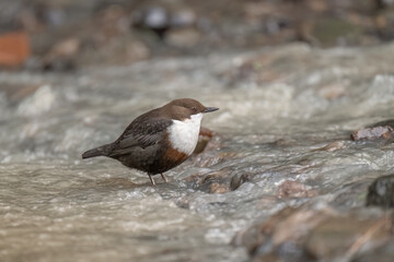 Dipper in water close up