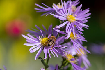 Symphyotrichum novi-belgii flowering plant, beautiful summer autumn rich petal flowers in bloom