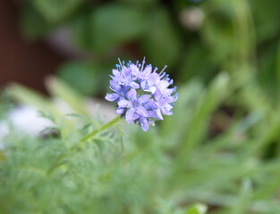 Gilia capitata in bloom,  Blooming Gilia capitata, bluehead gilia, blue field gilia, globe gilia plant with violet flowers