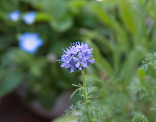 Gilia capitata in bloom,  Blooming Gilia capitata, bluehead gilia, blue field gilia, globe gilia plant with violet flowers