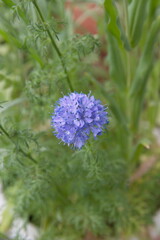 Gilia capitata in bloom,  Blooming Gilia capitata, bluehead gilia, blue field gilia, globe gilia plant with violet flowers