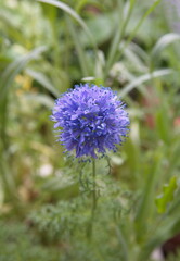 Gilia capitata in bloom,  Blooming Gilia capitata, bluehead gilia, blue field gilia, globe gilia plant with violet flowers