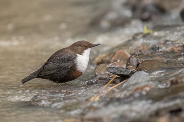 Dipper in water close up