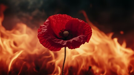 Obraz premium Fiery red poppy blooming boldly against a backdrop of smoky flames, vibrant and striking