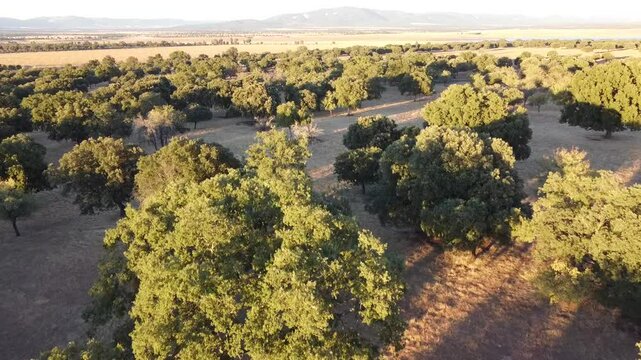 Aerial Drone View Over Dehesa Landscape - 784
