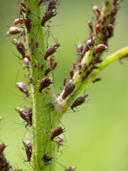 Close-up of Aphid colony - Hemiptera: Aphididae - on plant stem. Macro photo of insect pest - plant lice, greenfly, blackfly or whitefly - sucking juice from plant.