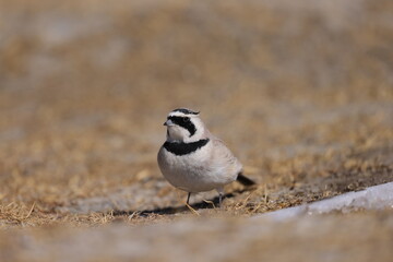 Horned Lark (Eremophila alpestris)