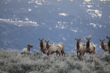Wild Elk in the Mountains