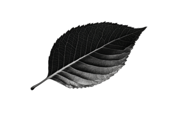Black leaf on a transparent background