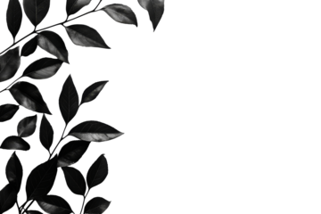Black leaves with transparent background detail