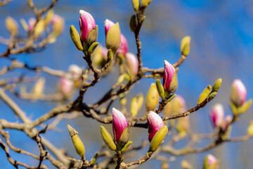 Selective focus branches of Magnolia buds on the tree with blue sky, The flower is blooming during the spring season, Flowering plant species in the subfamily Magnolioideae of the family Magnoliaceae.