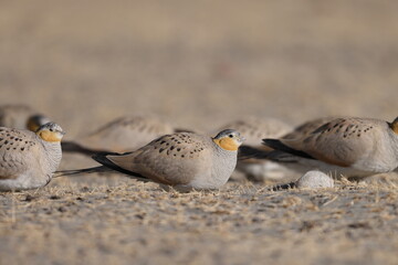  Tibetan sandgrouse (Syrrhaptes tibetanus)
