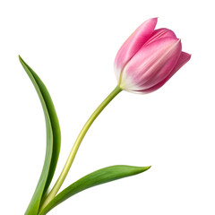 Fototapeta premium Vibrant Red Tulip Flower Isolated Black Background Beautiful Nature
