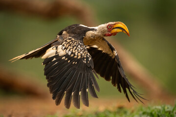 Southern Yellow-billed Hornbill (Tockus leucomelas). Hornbill in Mid-flight with Wings Spread Wide. Open Savannah. Graceful Motion and Precision.