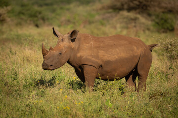 Obraz premium White Rhinoceros (Ceratotherium simum). Rhino Standing in the Open Grassland. Vast Savannah. Strength and Presence.