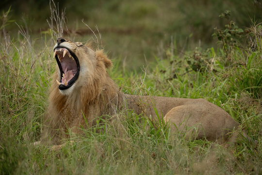 Lion (Panthera leo). Male Lion Yawning in Tall Grass. Open Grassland. Display of Teeth and Relaxed Posture. - Powered by Adobe