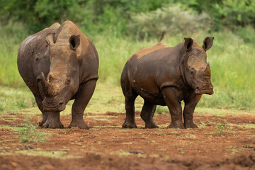 Naklejka premium White Rhinoceros (Ceratotherium simum). Adult and Juvenile Standing in Open Savannah. Dry Earth and Sparse Vegetation. Strong Bond and Protective Presence.