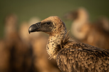 Cape Vulture (Gyps coprotheres). Juvenile Surveying the Surroundings. Open Savannah. Warm Evening Light Highlights Plumage.