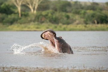 Fototapeta premium Hippopotamus (Hippopotamus amphibius). Dominant Bull Splashing in the Water. River Habitat. Aggressive Display in Territorial Fight.