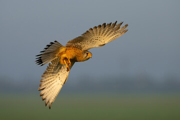 Obraz premium Common Kestrel (Falco tinnunculus). Mid-Air with Wings Fully Spread. Open Farmland. Intense Focus and Powerful Flight Control.