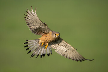Common Kestrel (Falco tinnunculus). Diving Towards Prey with a Focused Gaze. Open Fields. Strategic Approach and Perfect Balance.