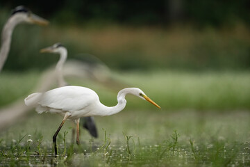 Great Egret (Egretta alba). Focused Hunter in Shallow Marshland. Wetland Habitat. Elegant Stance and Sharp Gaze.
