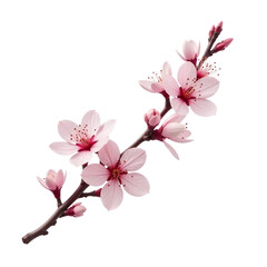 Pink_Blossoms_Branch_Isolated_Spring_Flowers_Cherry_Bloom
