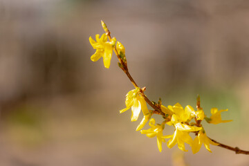 Selective focus of yellow flowers full bloom on the tree, Forsythia suspensa is a genus of flowering plants in the olive family Oleaceae, Mostly native to southeastern Europe, Nature floral background