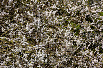 Obraz premium Selective focus of beautiful branches of wild white flowering Cherry blossom (Prunus) on the tree in the forest, Beautiful Sakura flowers during spring season in the park, Natural floral background.