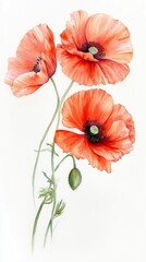Three stunning orange poppies stand tall against a plain background, their petals unfurling gracefully