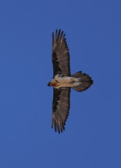 bearded vulture (Gypaetus barbatus)