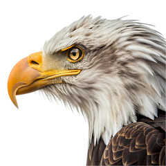 Obraz premium Majestic Bald Eagle Profile - High-Res Image